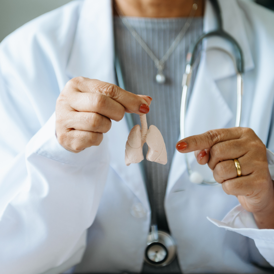 COPD. Physician holding model of tiny lungs